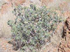 Codon royenii