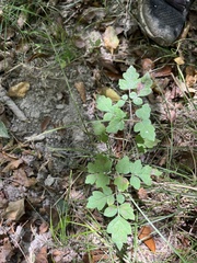 Toxicodendron pubescens
