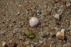 Laevicardium crassum