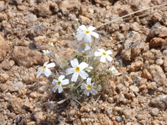 Jamesbrittenia megadenia
