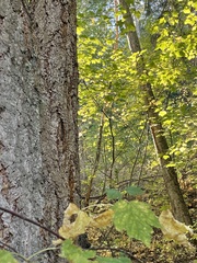 Acer glabrum douglasii