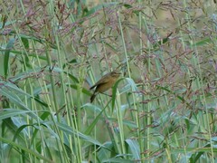 Phylloscopus