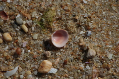 Laevicardium crassum