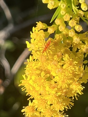 Zelus cervicalis