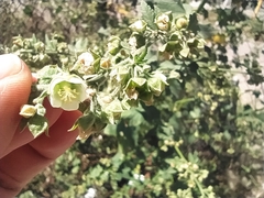 Kearnemalvastrum