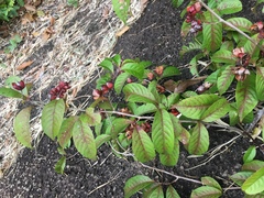 Tetracera indica