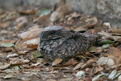 Phalaenoptilus nuttallii