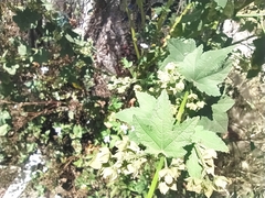 Kearnemalvastrum