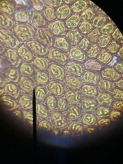 Frullania capensis