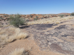 Aristida adscensionis