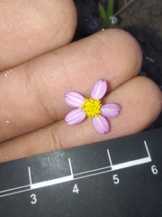 Coreocarpus parthenioides parthenioides