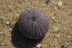 Euechinoidea