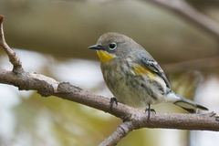 Setophaga coronata auduboni