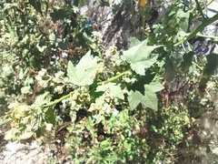 Kearnemalvastrum