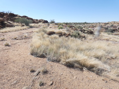 Enneapogon cenchroides