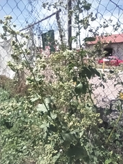 Kearnemalvastrum