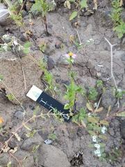 Coreocarpus parthenioides parthenioides