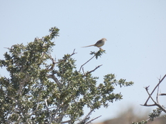 Prinia flavicans