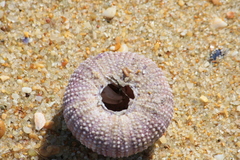 Euechinoidea