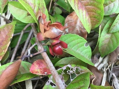 Tetracera indica