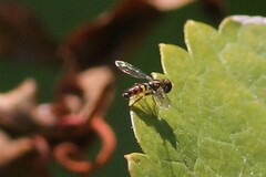 Toxomerus occidentalis