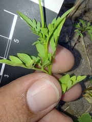 Coreocarpus parthenioides parthenioides