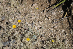 Baileya multiradiata