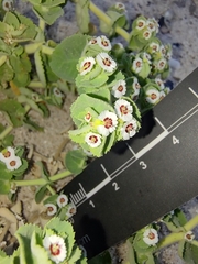 Euphorbia leucophylla