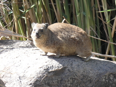 Procavia capensis capensis