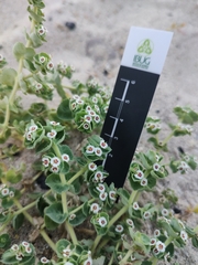 Euphorbia leucophylla