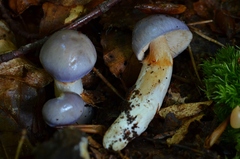 Cortinarius croceocoeruleus
