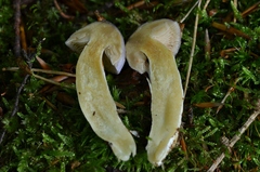 Cortinarius croceocoeruleus