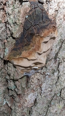 Fomitiporia punctata