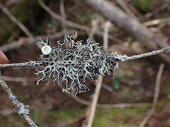 Hypogymnia imshaugii