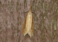 Donacaula forficella