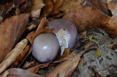 Cortinarius croceocoeruleus