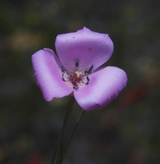 Calochortus splendens