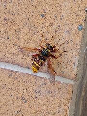 Milesia crabroniformis