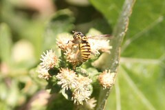 Spilomyia interrupta