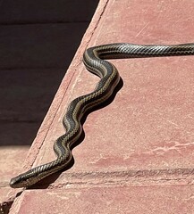 Philodryas chamissonis