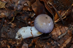 Cortinarius croceocoeruleus