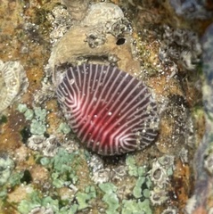 Pseudopusula sanguinea