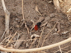 Dasymutilla magnifica