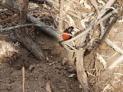 Dasymutilla magnifica