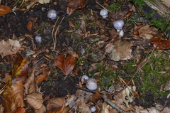 Cortinarius croceocoeruleus