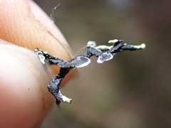 Hypogymnia imshaugii