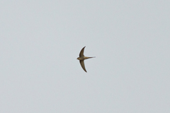 Cypsiurus parvus