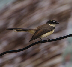 Rhipidura nigritorquis