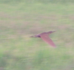 Ixobrychus cinnamomeus