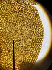 Frullania capensis